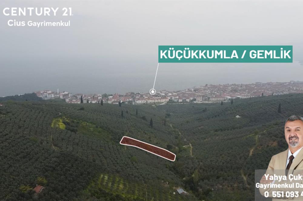 C21 Cius ; Küçük Kumla Mahallesinde 929 m2 Satılık Zeytinlik