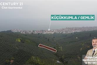 C21 Cius ; Küçük Kumla Mahallesinde 929 m2 Satılık Zeytinlik