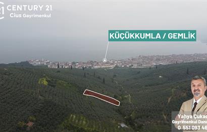 C21 Cius ; Küçük Kumla Mahallesinde 929 m2 Satılık Zeytinlik