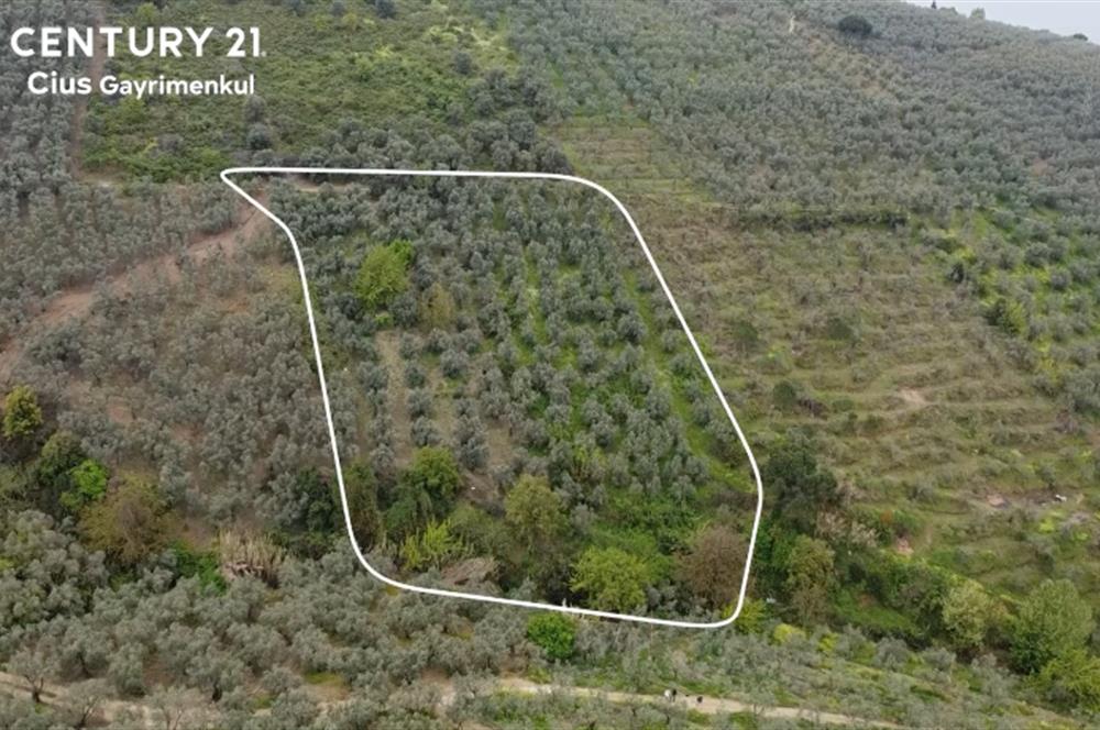 C21 Cius ; Küçük Kumla Mahallesinde 929 m2 Satılık Zeytinlik