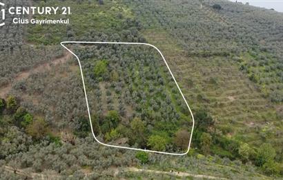 C21 Cius ; Küçük Kumla Mahallesinde 929 m2 Satılık Zeytinlik