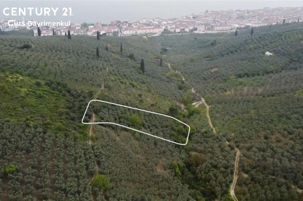 C21 Cius ; Küçük Kumla Mahallesinde 929 m2 Satılık Zeytinlik