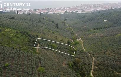 C21 Cius ; Küçük Kumla Mahallesinde 929 m2 Satılık Zeytinlik