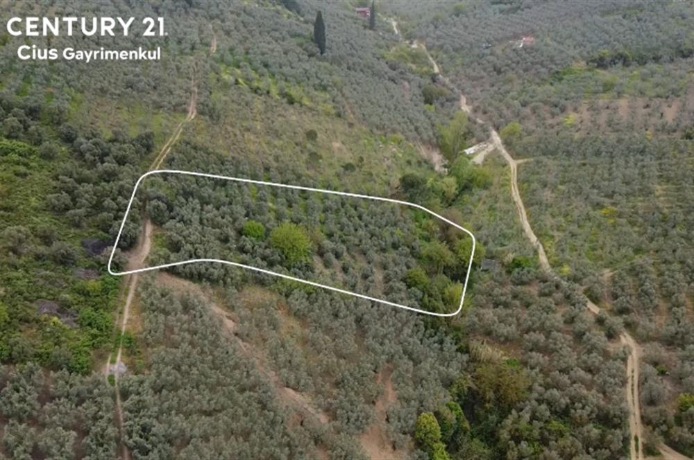 C21 Cius ; Küçük Kumla Mahallesinde 929 m2 Satılık Zeytinlik