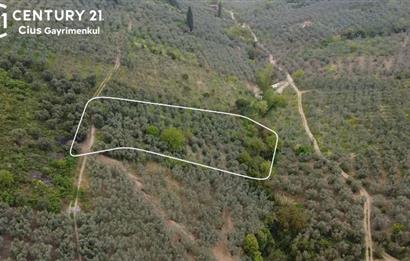 C21 Cius ; Küçük Kumla Mahallesinde 929 m2 Satılık Zeytinlik