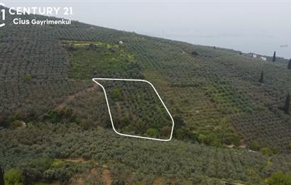 C21 Cius ; Küçük Kumla Mahallesinde 929 m2 Satılık Zeytinlik