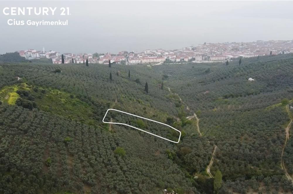 C21 Cius ; Küçük Kumla Mahallesinde 929 m2 Satılık Zeytinlik
