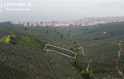 C21 Cius ; Küçük Kumla Mahallesinde 929 m2 Satılık Zeytinlik