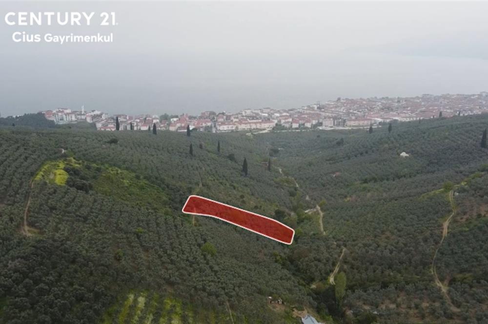C21 Cius ; Küçük Kumla Mahallesinde 929 m2 Satılık Zeytinlik