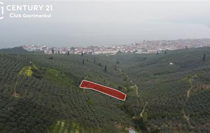 C21 Cius ; Küçük Kumla Mahallesinde 929 m2 Satılık Zeytinlik