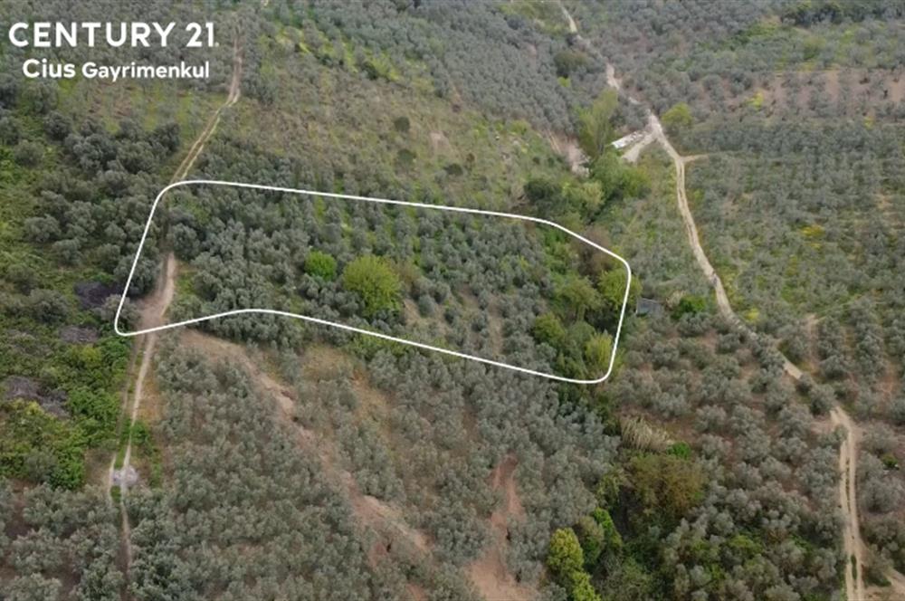 C21 Cius ; Küçük Kumla Mahallesinde 929 m2 Satılık Zeytinlik