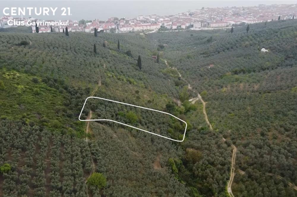 C21 Cius ; Küçük Kumla Mahallesinde 929 m2 Satılık Zeytinlik