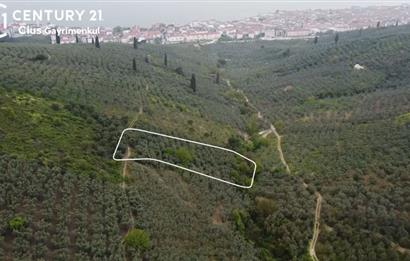 C21 Cius ; Küçük Kumla Mahallesinde 929 m2 Satılık Zeytinlik