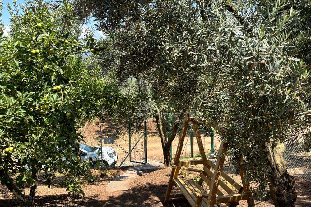 C21 Cius; Fiyat Düştü Yeni Köyde Satılık Bakımlı Hobi Bahçesi