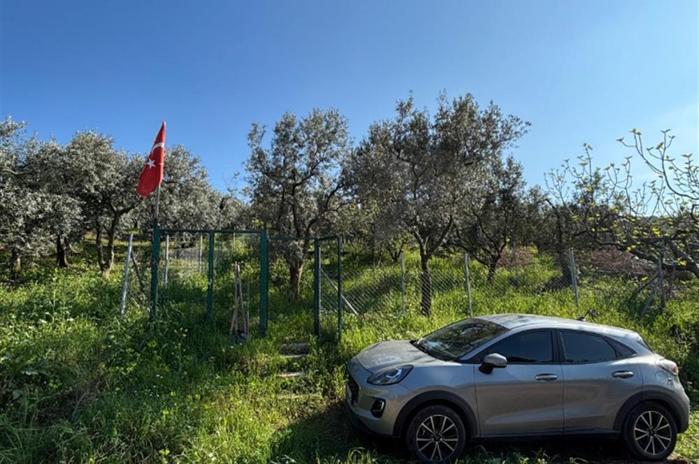 C21 Cius; Fiyat Düştü Yeni Köyde Satılık Bakımlı Hobi Bahçesi