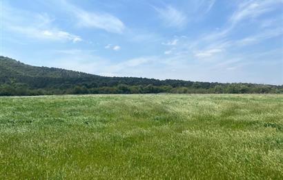 CENTURY 21BAL'DAN BALIKESİR SUSURLUK KARAPÜRÇEK'TE SATILIK TARLA