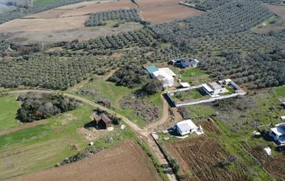 C21 Cius; Mudanya Söğütpınar Mah. 2000 m2 Satılık Tarla