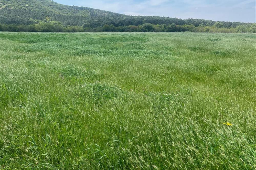 CENTURY 21BAL'DAN BALIKESİR SUSURLUK KARAPÜRÇEK'TE SATILIK TARLA