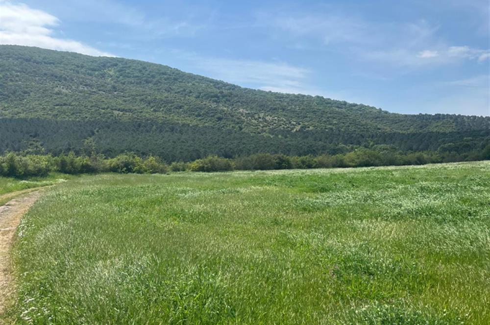 CENTURY 21BAL'DAN BALIKESİR SUSURLUK KARAPÜRÇEK'TE SATILIK TARLA