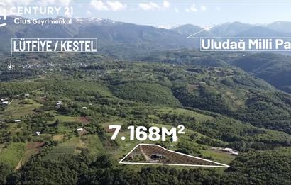 C21 Cius; Kestel Lütfiye'de Satılık 7168 m2 Hobi Bahçesi