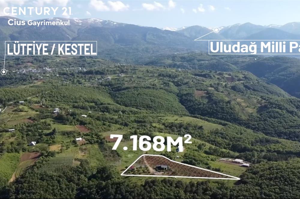 C21 Cius; Kestel Lütfiye'de Satılık 7168 m2 Hobi Bahçesi
