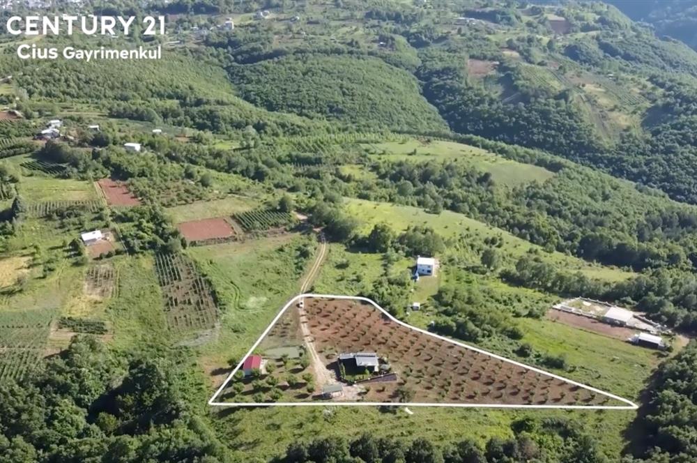 C21 Cius; Kestel Lütfiye'de Satılık 7168 m2 Hobi Bahçesi