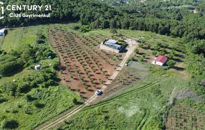 C21 Cius; Kestel Lütfiye'de Satılık 7168 m2 Hobi Bahçesi