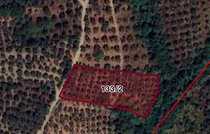 ORHANGAZİ ÇAKIRLI’da 2284m2 RESMİ YOLA CEPHELİ ZEYTİNLİK