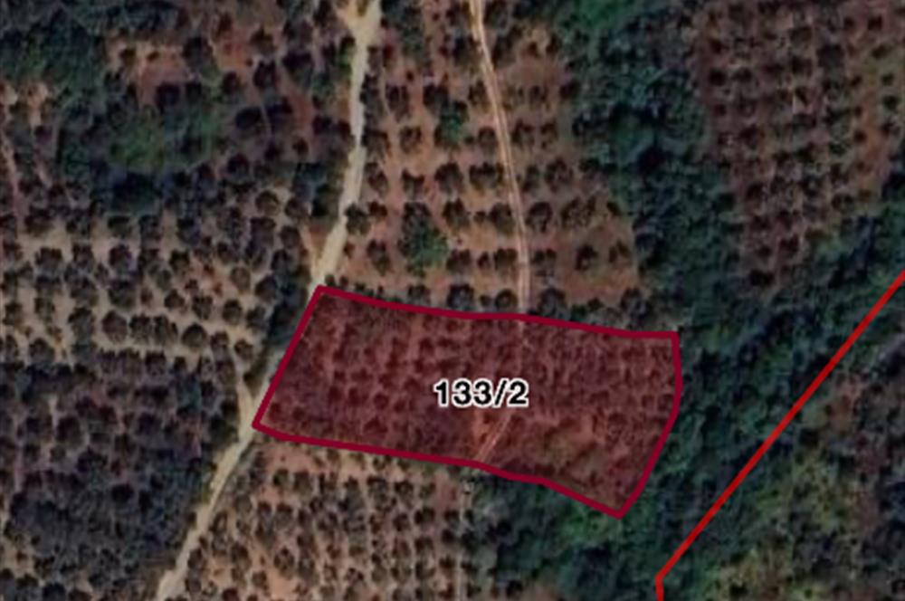 ORHANGAZİ ÇAKIRLI’da 2284m2 RESMİ YOLA CEPHELİ ZEYTİNLİK