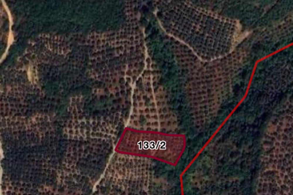 ORHANGAZİ ÇAKIRLI’da 2284m2 RESMİ YOLA CEPHELİ ZEYTİNLİK