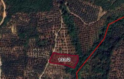 ORHANGAZİ ÇAKIRLI’da 2284m2 RESMİ YOLA CEPHELİ ZEYTİNLİK
