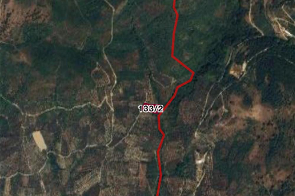 ORHANGAZİ ÇAKIRLI’da 2284m2 RESMİ YOLA CEPHELİ ZEYTİNLİK