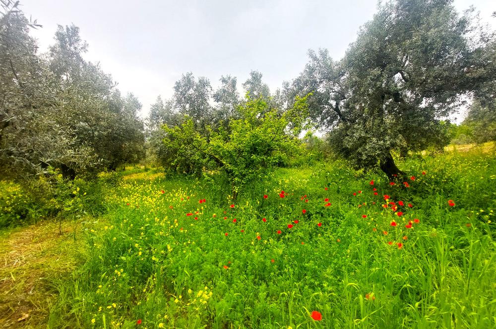 C21 Cius; Katırlı Köy İmarlı Kadastro Yola Cephe Zeytinlik 574m2