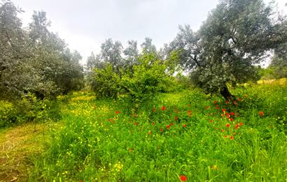 C21 Cius; Katırlı Köy İmarlı Kadastro Yola Cephe Zeytinlik 574m2