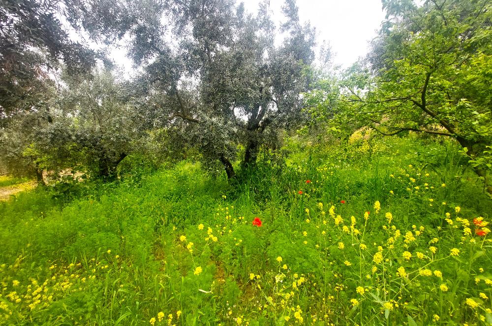 C21 Cius; Katırlı Köy İmarlı Kadastro Yola Cephe Zeytinlik 574m2
