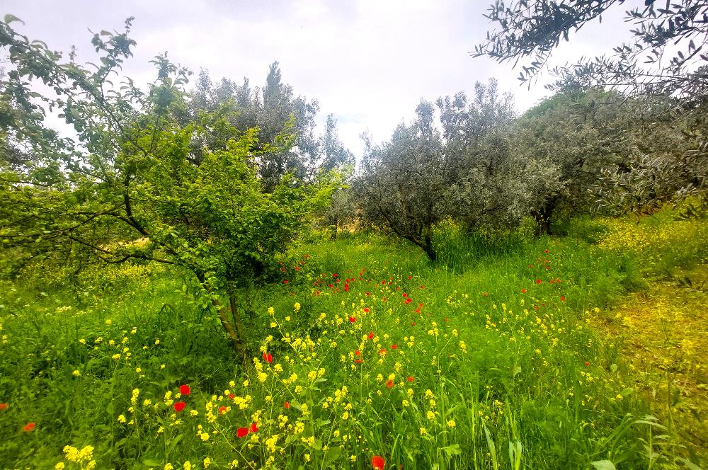C21 Cius; Katırlı Köy İmarlı Kadastro Yola Cephe Zeytinlik 574m2