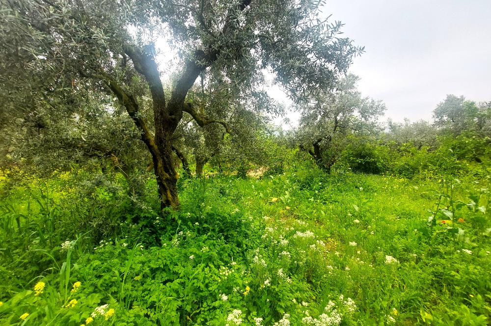 C21 Cius; Katırlı Köy İmarlı Kadastro Yola Cephe Zeytinlik 574m2