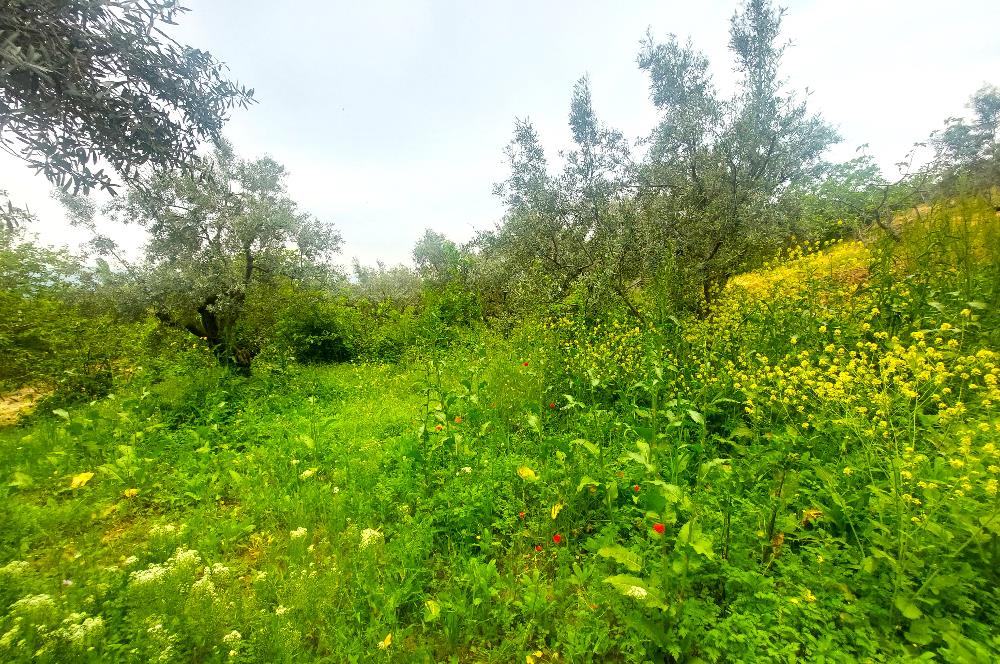 C21 Cius; Katırlı Köy İmarlı Kadastro Yola Cephe Zeytinlik 574m2