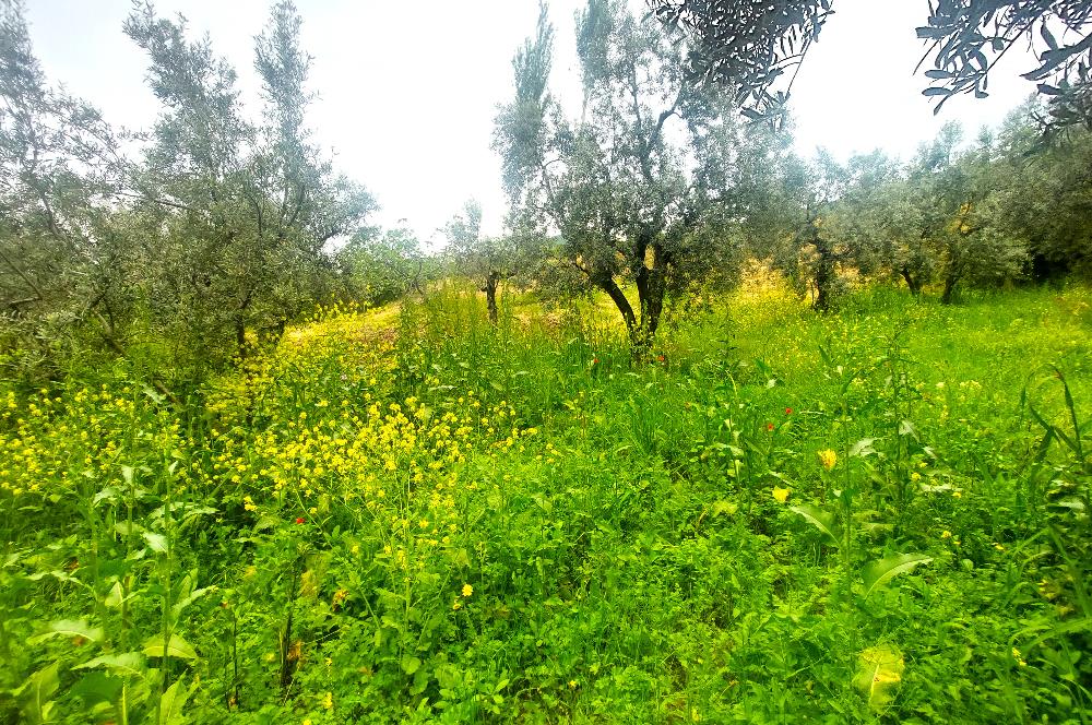 C21 Cius; Katırlı Köy İmarlı Kadastro Yola Cephe Zeytinlik 574m2