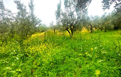 C21 Cius; Katırlı Köy İmarlı Kadastro Yola Cephe Zeytinlik 574m2