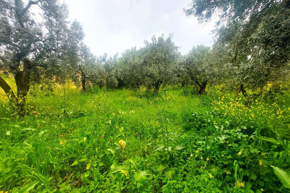 C21 Cius; Katırlı Köy İmarlı Kadastro Yola Cephe Zeytinlik 574m2