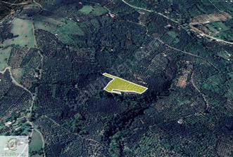 C21 NOVO'DAN BALIKESİR ERDEK ATATÜRK'DE 7.203 m2 ZEYTİNLİK