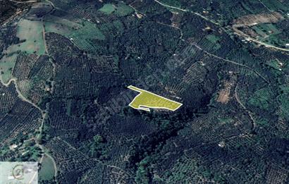 C21 NOVO'DAN BALIKESİR ERDEK ATATÜRK'DE 7.203 m2 ZEYTİNLİK