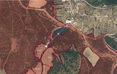 C21 BAL'dan SUSURLUK ASMALIDERE'DE RESMİ YOL MEVCUT 7500M2 BADEMLİK