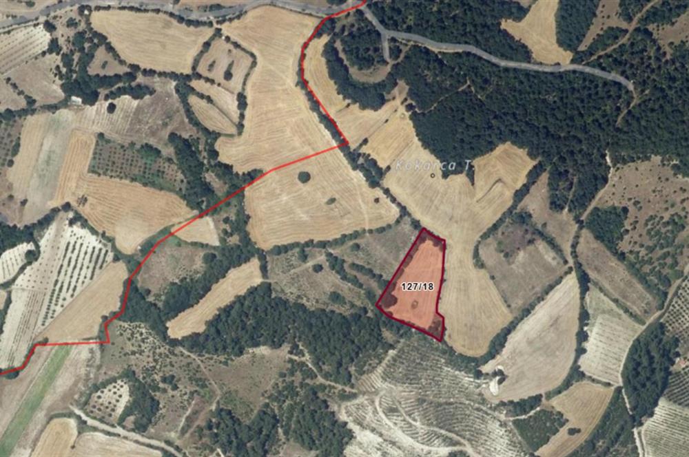 C21 BAL'dan Kirazpınar köyünde 7 Dönüm Orman kenarı
