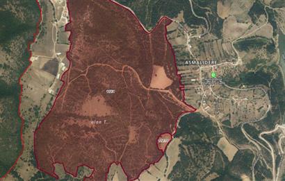 C21 BAL'dan SUSURLUK ASMALIDERE'DE RESMİ YOL MEVCUT 7500M2 BADEMLİK