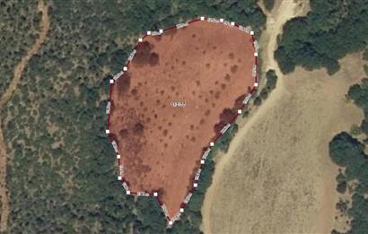 C21 BAL'dan SUSURLUK ASMALIDERE'DE RESMİ YOL MEVCUT 7500M2 BADEMLİK