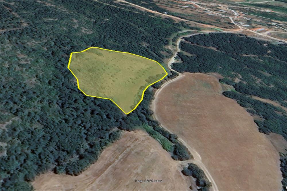 C21 BAL'dan SUSURLUK ASMALIDERE'DE RESMİ YOL MEVCUT 7500M2 BADEMLİK