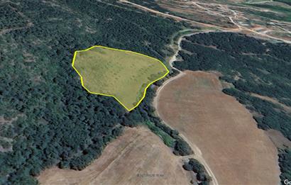 C21 BAL'dan SUSURLUK ASMALIDERE'DE RESMİ YOL MEVCUT 7500M2 BADEMLİK