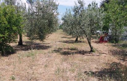 ESKİŞEHİR SARICAKAYA MAYISLAR KÖYÜNDE 400 AĞAÇLIK ZEYTİNLİK